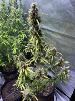 Purple Punch Auto - картинка 6