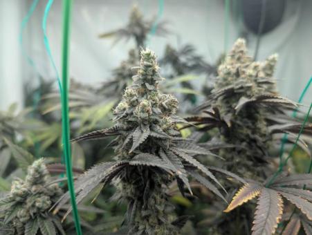 Purple Fast F1 BX Regular - картинка 1