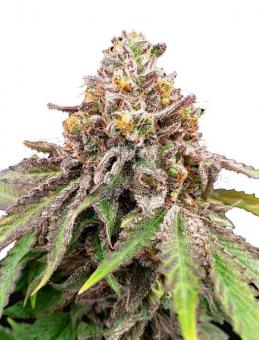 Blue Haze x Gelato 41 Auto - картинка 5