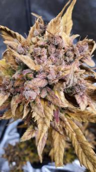 Wedding Glue Auto - картинка 5