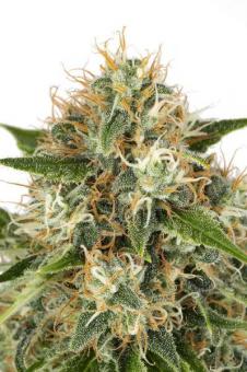 Cookies Fast - картинка 7