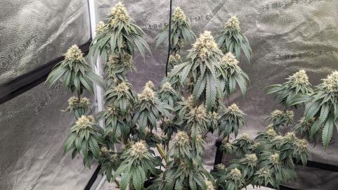 Bubba Kush - картинка 4