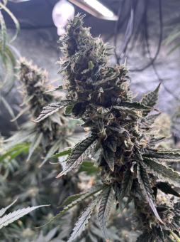 Chem Beyond Diesel® C.B.D. - картинка 3