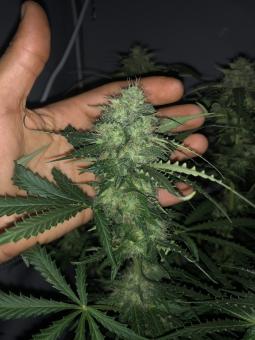 Auto New York City - картинка 5