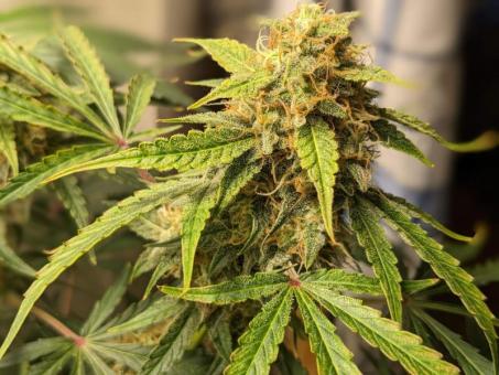 Friesland - картинка 4