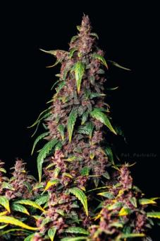 Buddha Purple Kush Auto - картинка 6