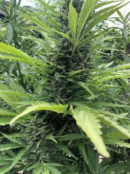 Auto Wappa - картинка 7