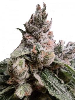 Critical Daddy Purple - картинка 6