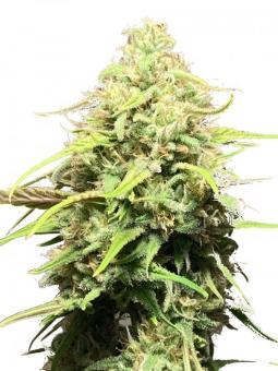 Bruce Banner Auto - картинка 1