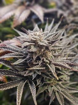 Northern Light Blue - картинка 5