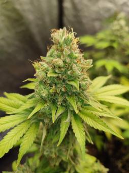 Gorilla Sherbet F1 Fast Version® - картинка 3