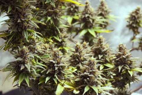 Purple Urkle - картинка 6