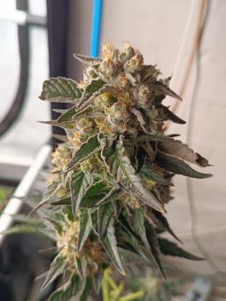 El Xupet Negre - картинка 4