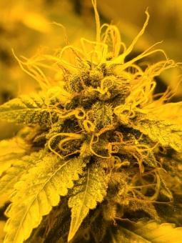 Tahoe Cure - картинка 2