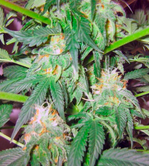 Great White Shark - картинка 2