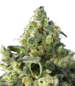 Sweet Amnesia Haze® - картинка 3