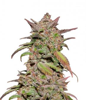 Smoothie Auto - картинка 1