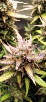 Red Mimosa XL Auto - картинка 5