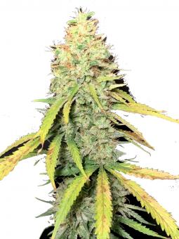 Exodus Cheese - картинка 1