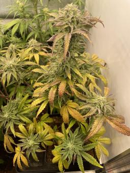 Fruity Chronic Juice - картинка 1