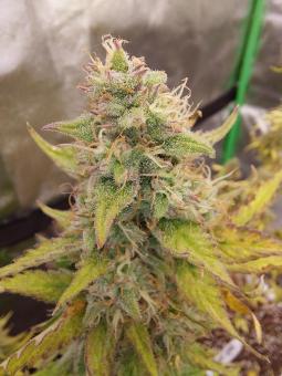 Blueberry Auto - картинка 6