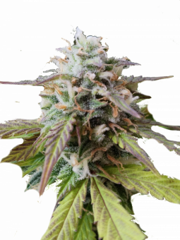 Auto Big Joy genetics - картинка 7