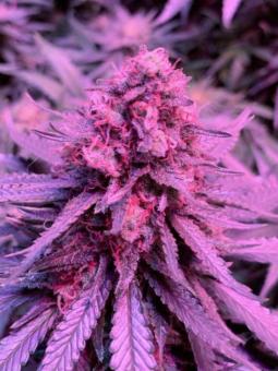 Olympia - картинка 4