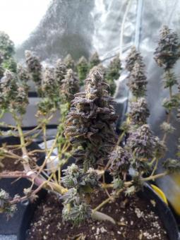 Unknown Kush - картинка 1