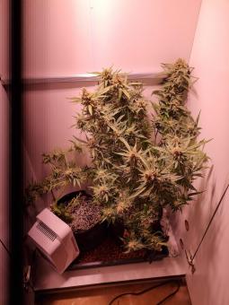 Jack 47 Auto - картинка 4