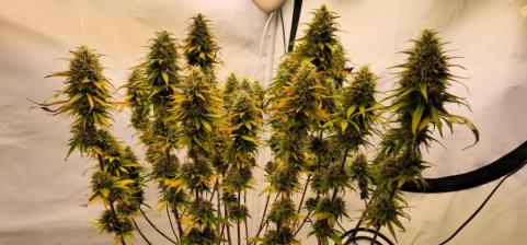 Super Silver Haze - картинка 7