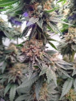 Serious 6 reg - картинка 4