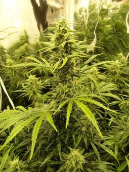 Auto Mandarin Cream XXL genetics - картинка 7