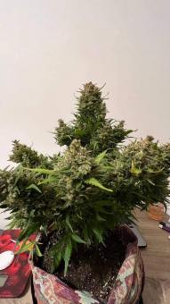 OGRE Auto - картинка 5