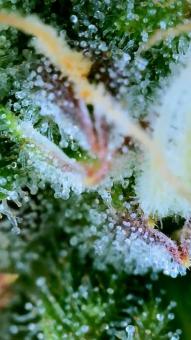 Auto Northern Lights - картинка 8