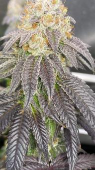 Kees' Old School Haze - картинка 2