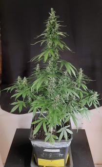 Critical Neville Haze 2.0 - картинка 3