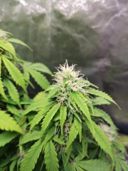 Auto Mazar genetics - картинка 5
