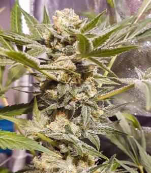 Master Kush Auto - картинка 7