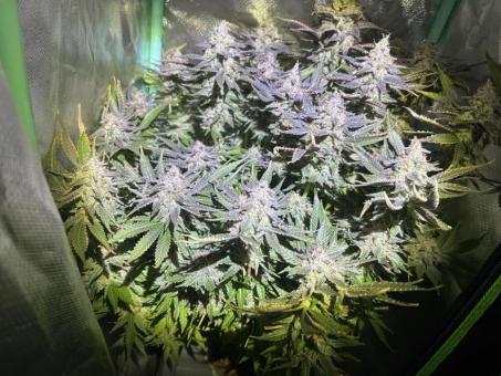 Eleven Roses Early Version - картинка 2