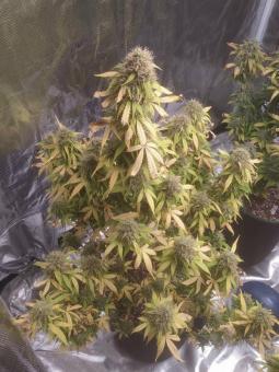 Afghan Kush Auto - картинка 2