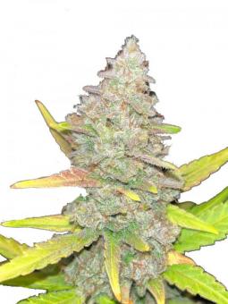 Purple Punch Auto - картинка 12