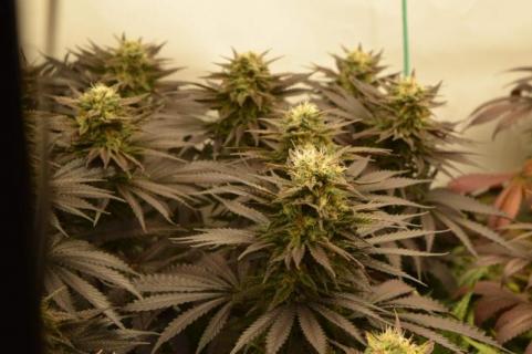 Californian Orange - картинка 2