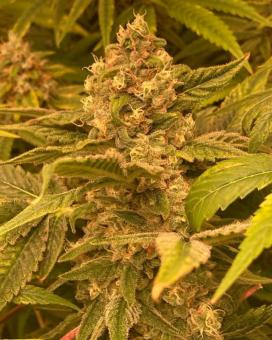 Auto Trichome & Cream - картинка 4