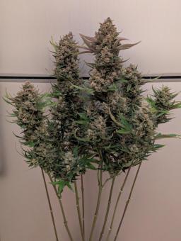 Strawberry Banana Auto - картинка 4