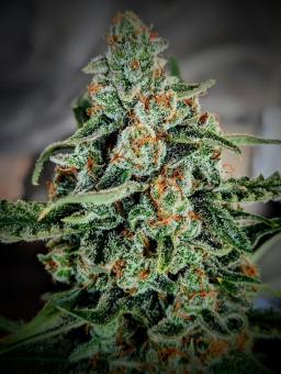 Gorilla Zkittlez Auto - картинка 5