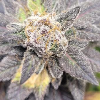 Purple #1 - картинка 6