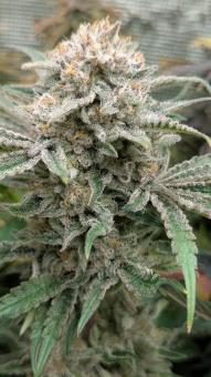 Orange Bud 2.0 - картинка 1