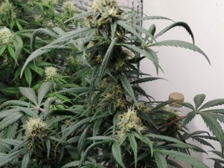 Super Hash - картинка 6