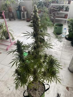 Auto Lemon Kix - картинка 4