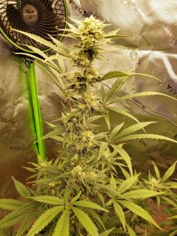 Total Cheese Auto (aka Super Cheese Auto) - картинка 2